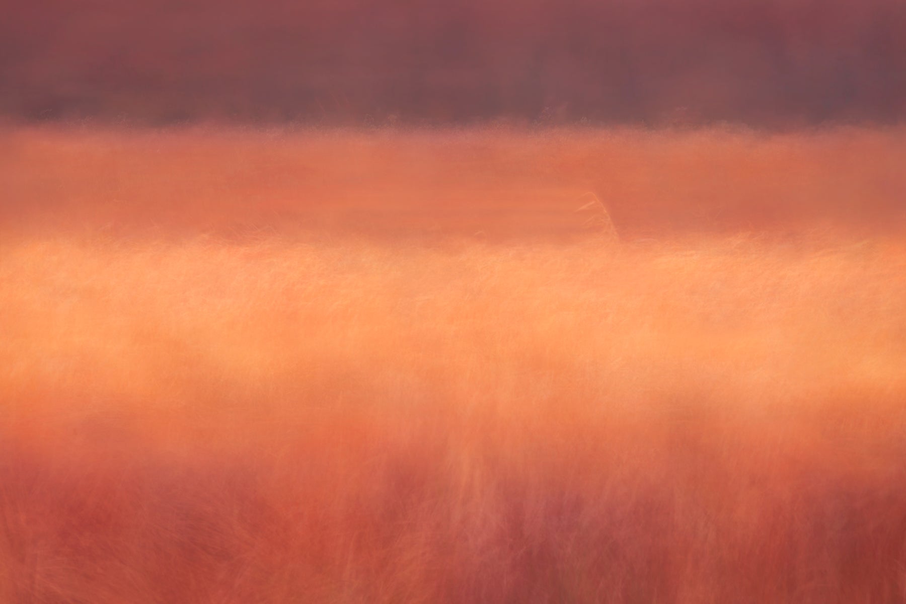 Reed Lines - Abstract landscape photography prints | Picture Etherea
