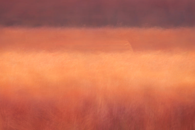 Reed Bed Landscape Art Linear Contemporary Nature Print