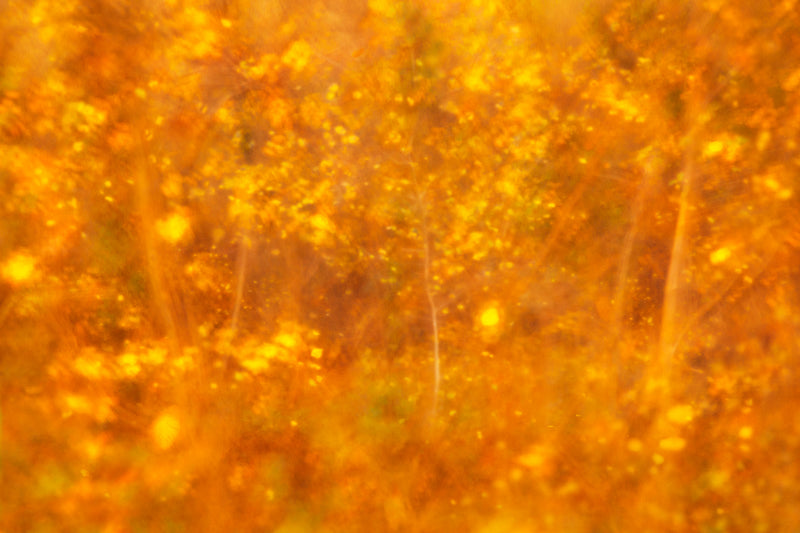 Leaf art Orange Golden Autumn Fall Art