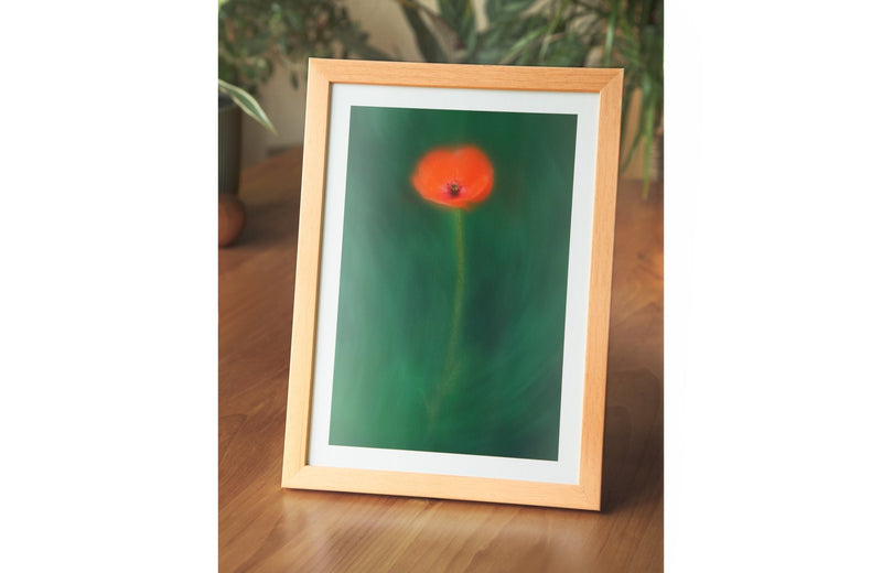 Poppy - Flower Art Print for Home Interiors - Picture Etherea