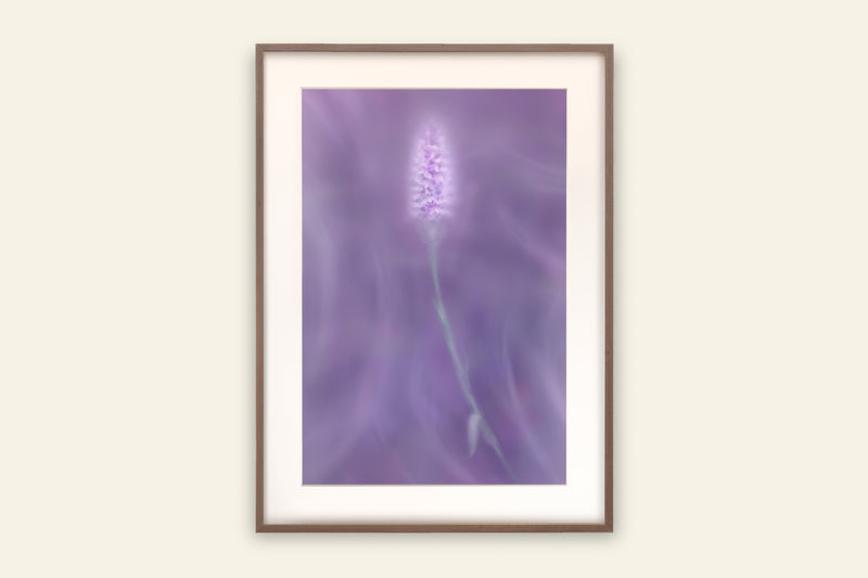Lavender Lilac Flower Art Country Interior