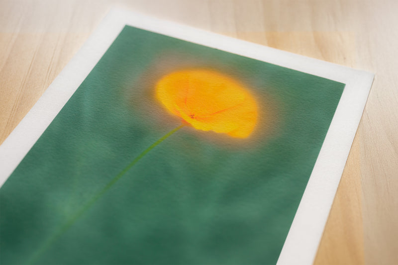 Californian Poppy - Flower Art Print for Home Interiors - Picture Etherea