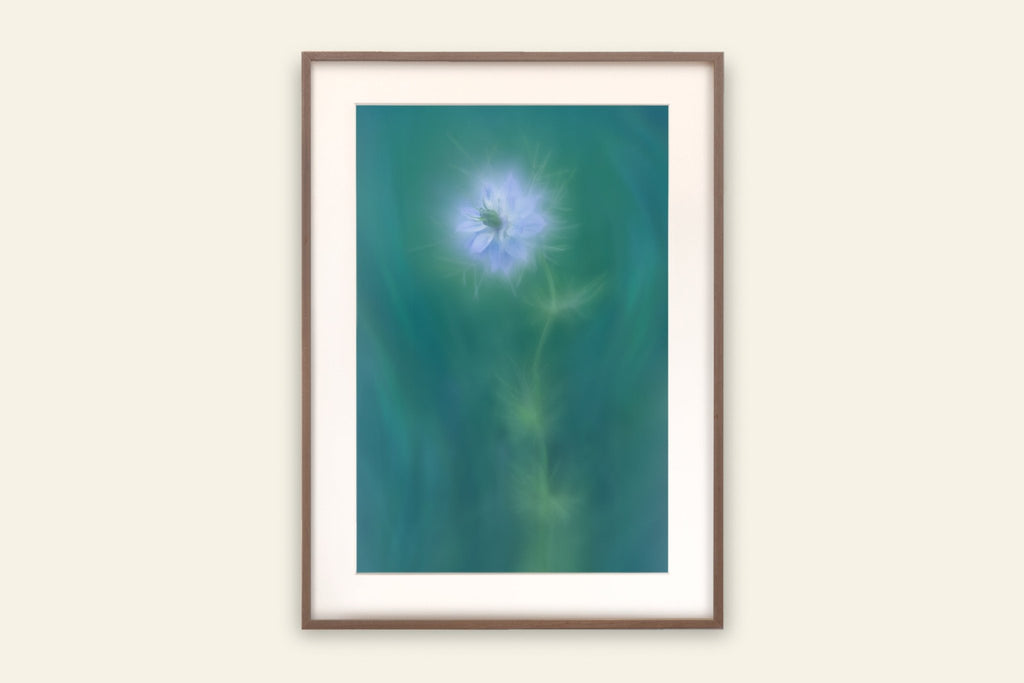 Love - In - A - Mist - Flower Art Print for Home Interiors - Picture Etherea