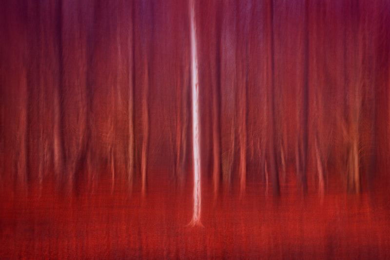 Autumn Red Art Nature Inspired Landscapes