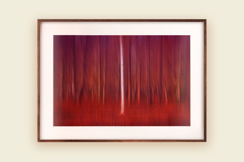Red Wall Art Birch Beech Tree Landscape Art