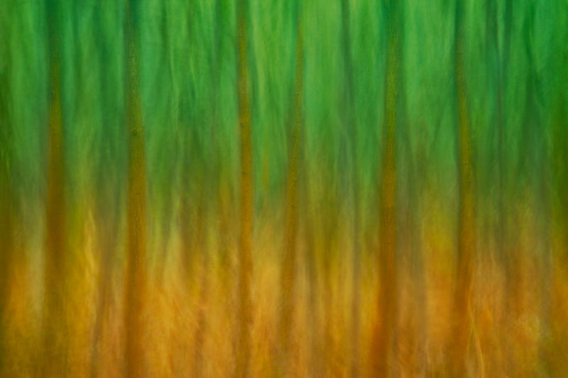Landscape Art Trees Wood Forest Green Yellow Abstract Art