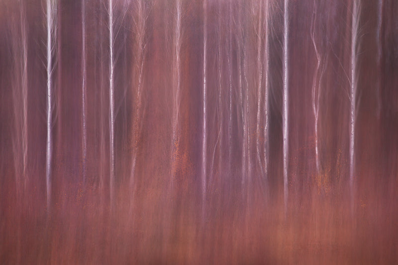 Pink Purple Landscape Wall Decor Tree Woodland Forest