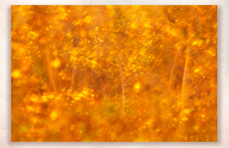 Metal Print Wall Art Golden Yellow Autumn