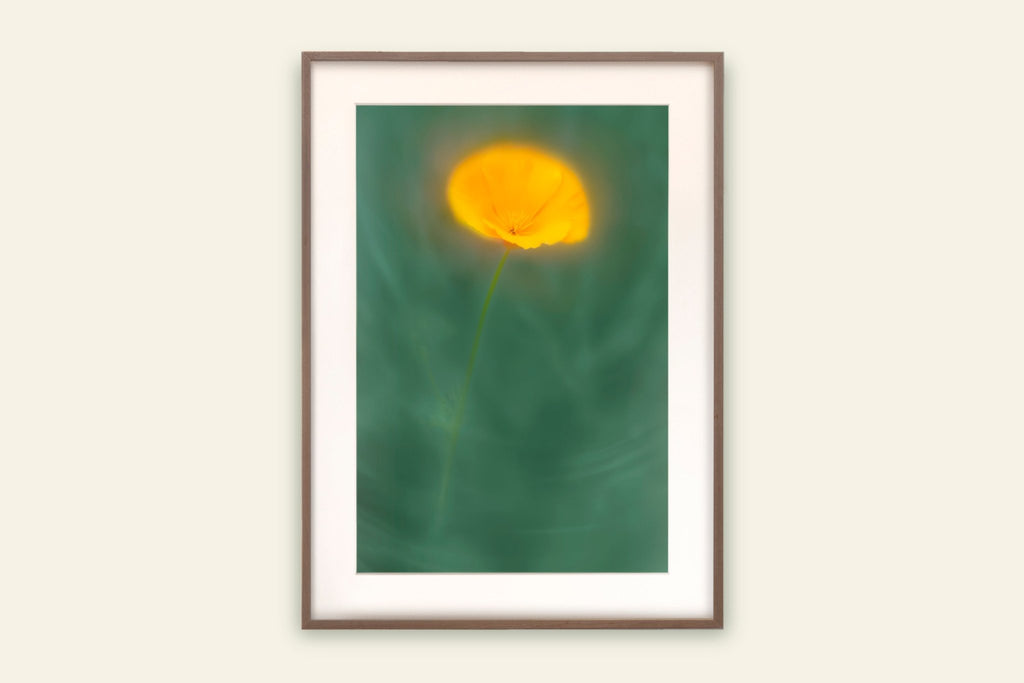 Californian Poppy Wall Art Yellow Flower Print