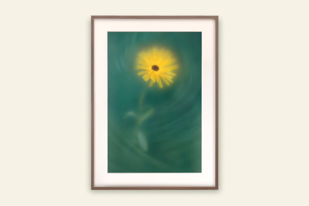 Paper Print Botanical Art Yellow Field Marigold