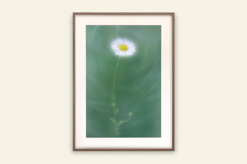 Meadow Flower Daisy Print White Botanical Art