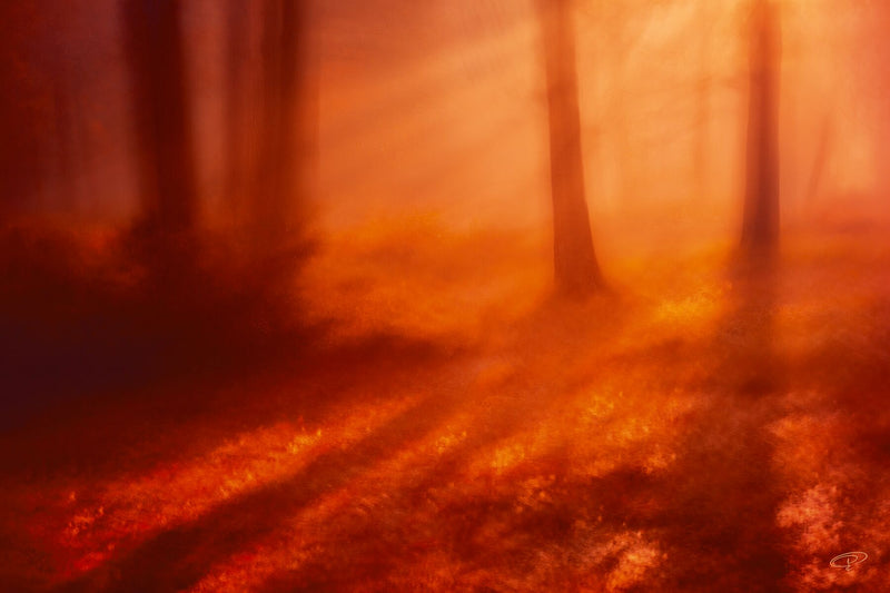 Evening light and light beams orange glow through mist