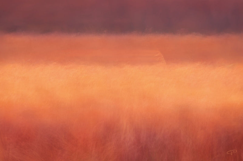 reed bed strips of colour warm earthy tones