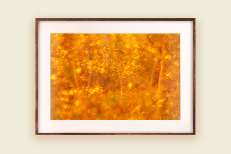 Dappled autumnal leaves in picture frame