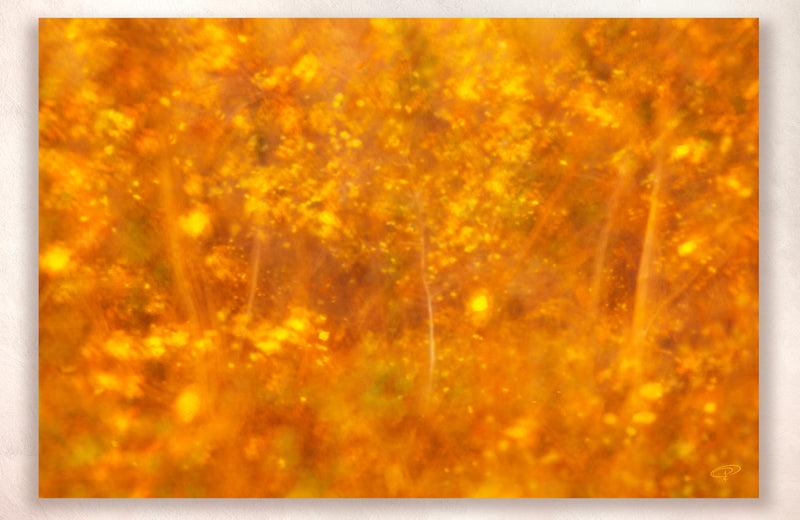 Glimmer picture showing golden leaves dappled autumn