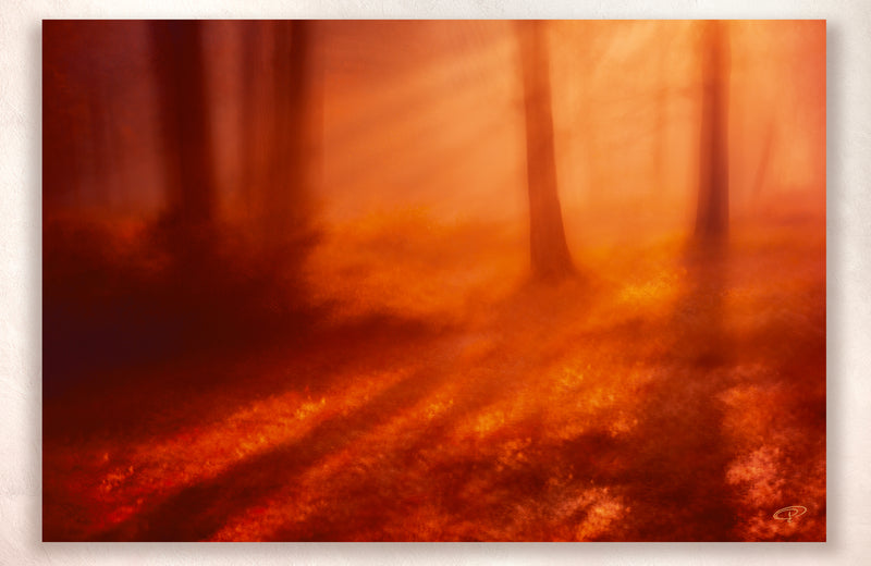 light shines through trees on autumn fall evening