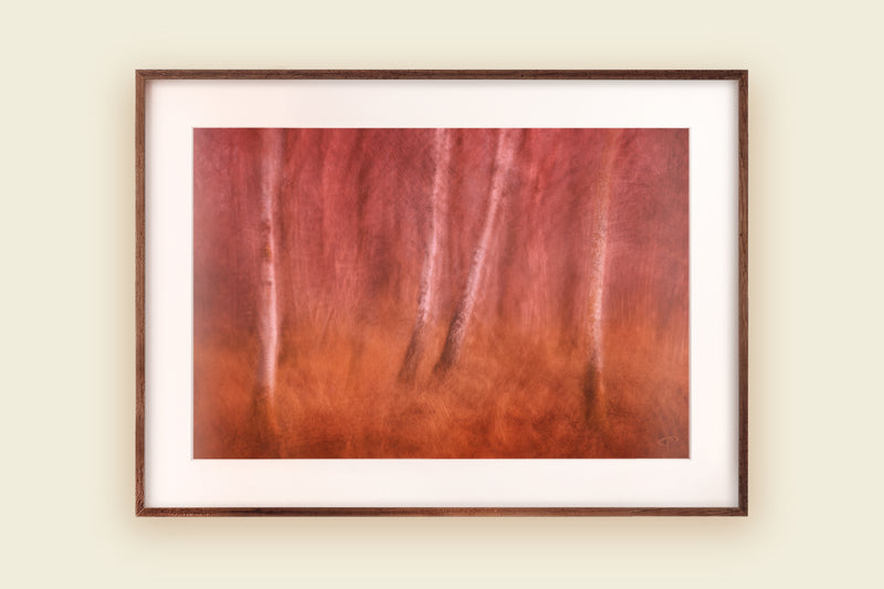 Abstract photo art depicting silver birch trees in a fern woodland