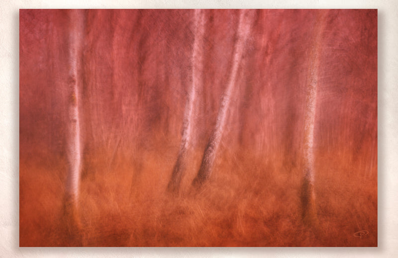 layered abstract photo art of trees in woodland