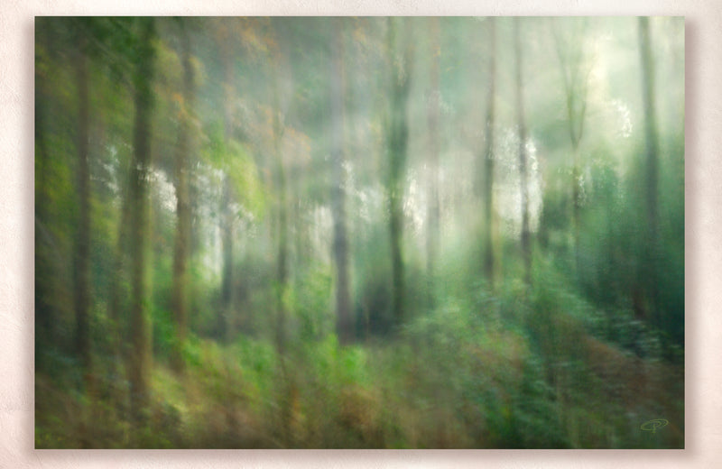 light weaving through tall trees in woodland art photo