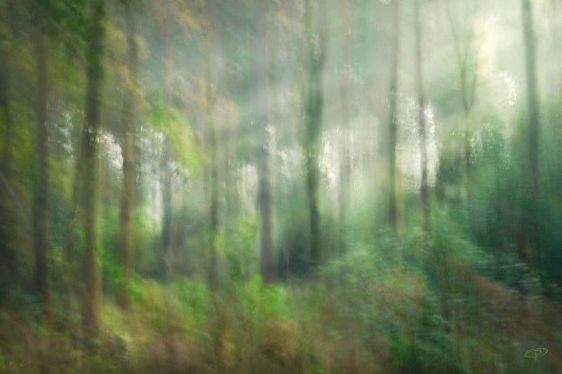 green woodland abstract photo art