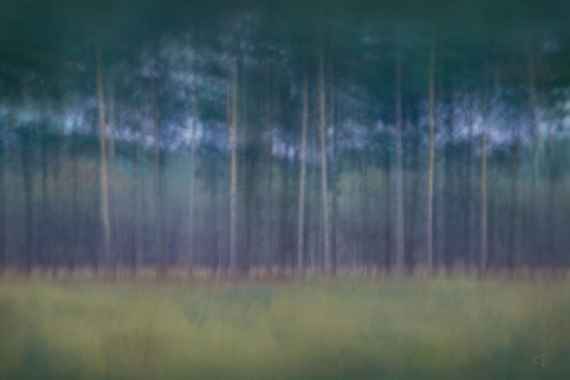 Pine trees reaching to the sky in this landscape photograph